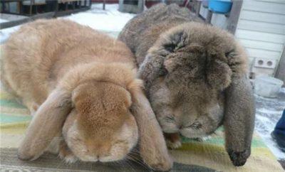 Разберем особенности породы кроликов французский баран