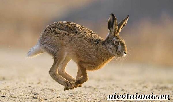 Заяц-русак-Образ-жизни-и-среда-обитания-зайца-русака-6-1