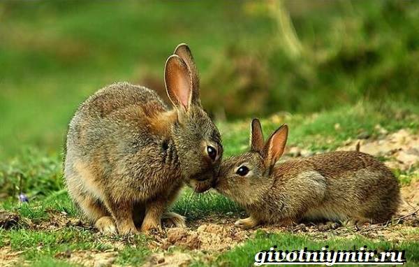 Заяц-русак-Образ-жизни-и-среда-обитания-зайца-русака-7