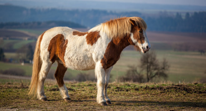 Исландские пони - потомки скандинавских лошадей