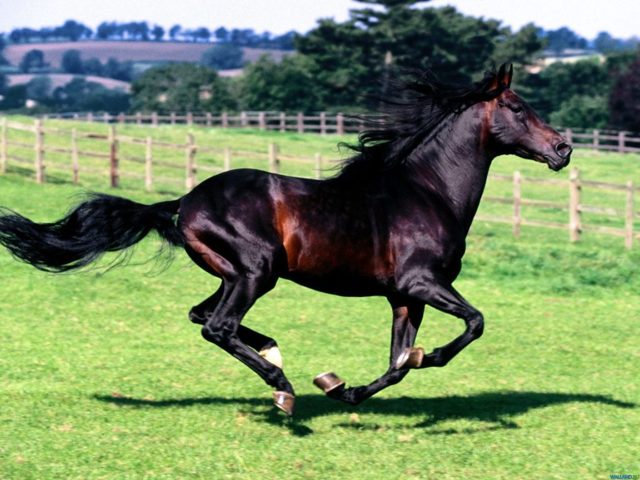 Клички для лошадей: красивые русские, арабские и английские имена для жеребца