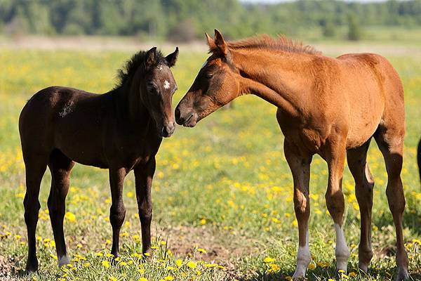 Клички для лошадей: красивые русские, арабские и английские имена для жеребца