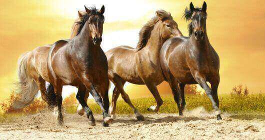 Бегущие красивые кони