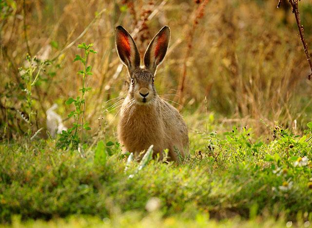 Продолжительность жизни зайца в природе - 5-9 лет