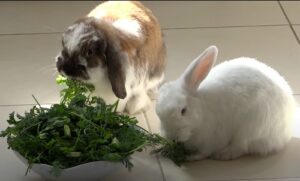 Декоративные кролики едят