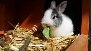 Декоративный кролик ест