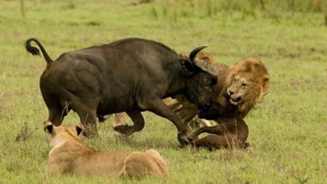 Интересные факты о буйволе африканском