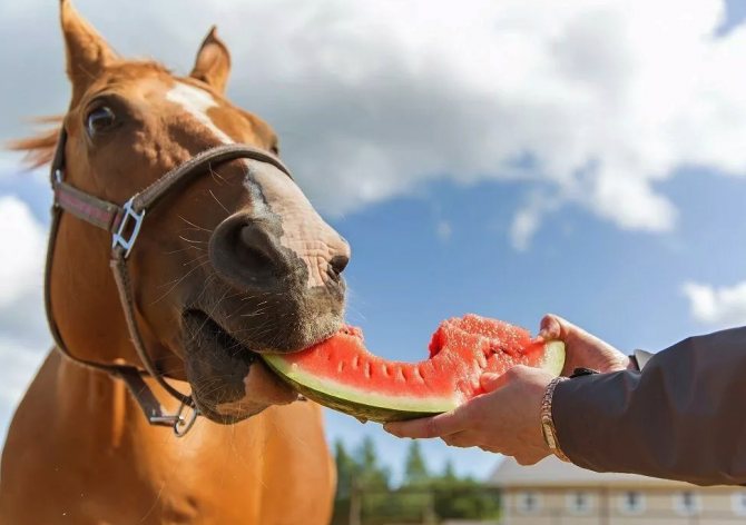 Лошадь ест арбуз