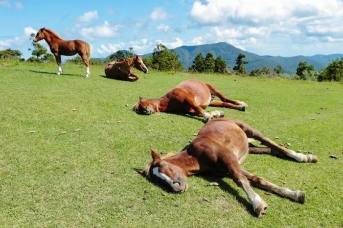 Лошади спят