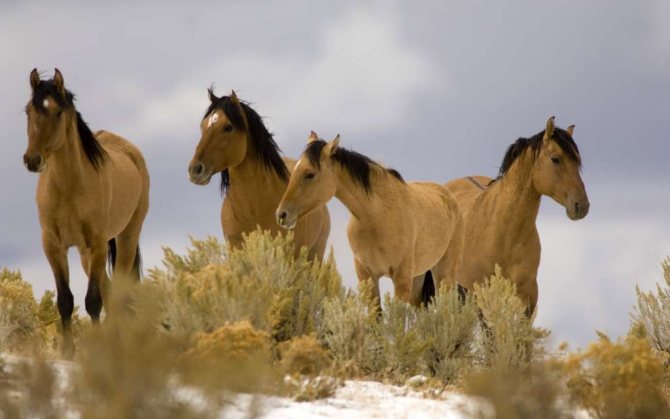 Лошади в дикой природе