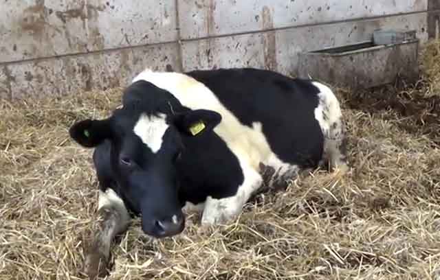 Лечить корову можно с помощью медикаментов 