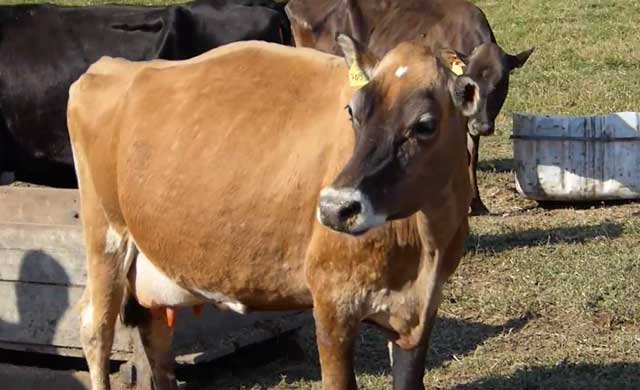 Мясо инфицированных коров может вызвать различные патологии