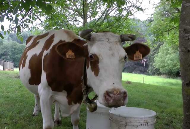 Беременную корову нужно кормить правильно 