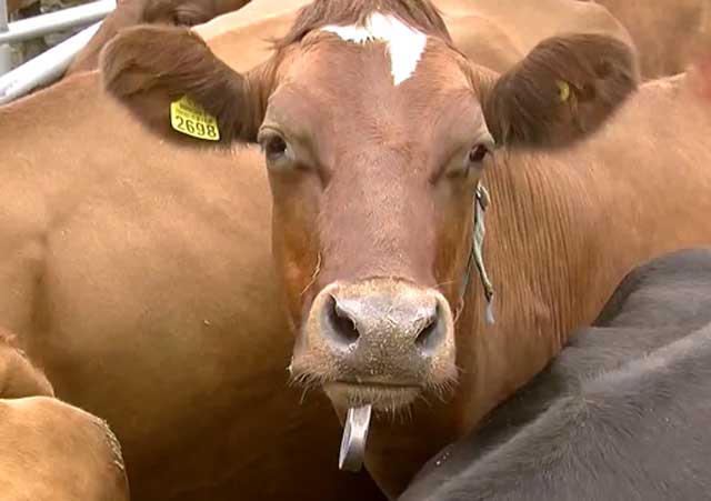 Карантин закрывают через две недели после полного выздоровления коров 