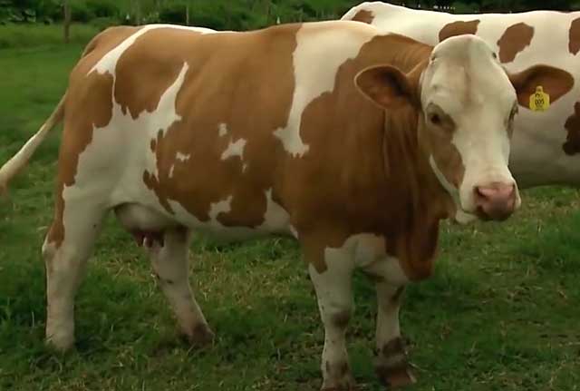 Паразиты могут передасться во время спаривания коров 