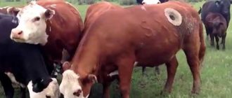 У некотрых коров есть отверстие в теле