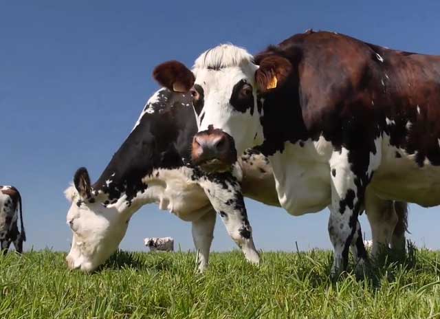 Качество молока зависит от здоровья коровы
