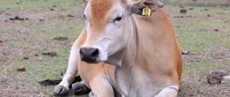 Зараженная корова - источник заразы