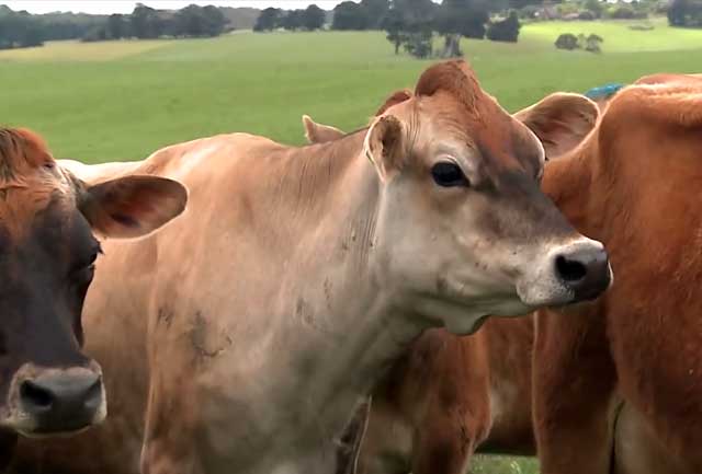 Своевременное лечение спасет жизнь коровы