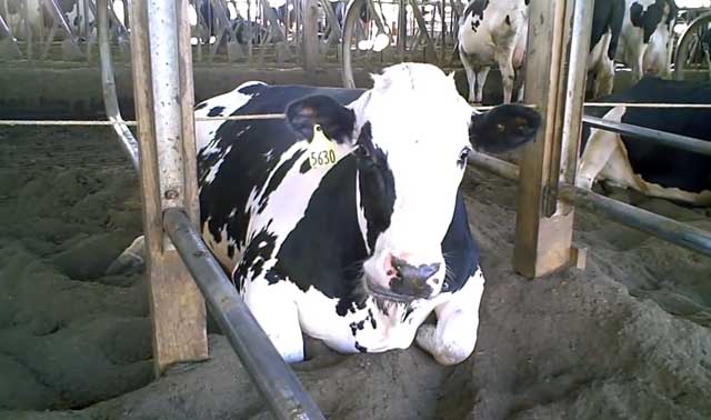 Состояние коровы зависит от формы болезни 