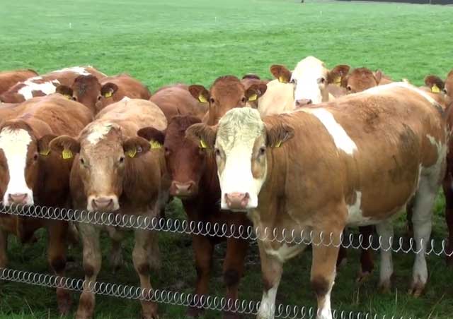 Отсутствие лечения может привести к смерти коровы 