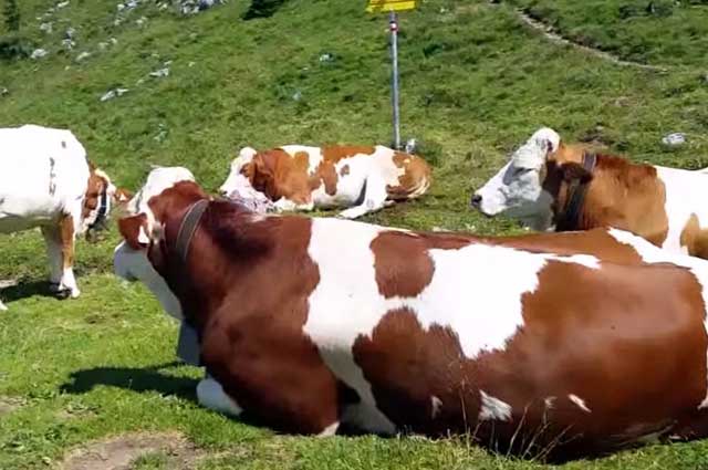 Хроническая субинволюция матки у коров