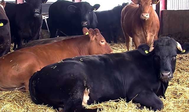 Заболевшую корову нельзя поить через рот 
