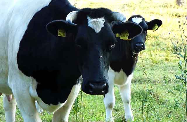 Голштинские коровы 