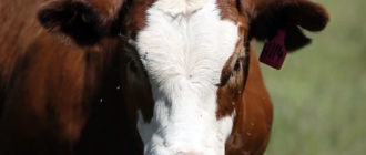 Молочно-мясных коров очень выгодно держать