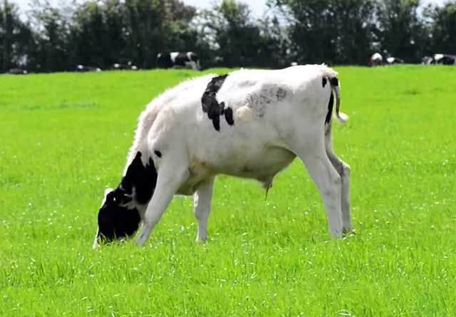 Больных коров изолируют от стада