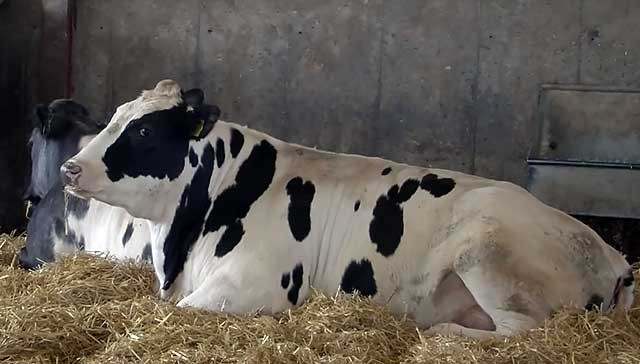 Болезнь может привести к параличу конечностей коровы