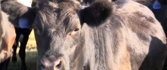 Плохие условия содержания могут отразиться на здоровье коров