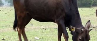 Регулярно следя за состоянием коровы можно вовремя распознать болезнь