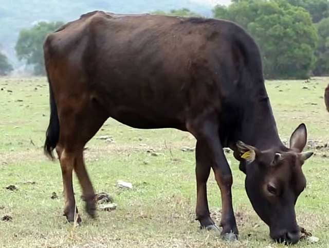 Регулярно следя за состоянием коровы можно вовремя распознать болезнь
