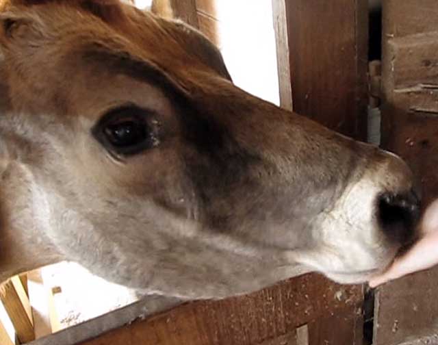 Глаза коров очень схожи с человеческими
