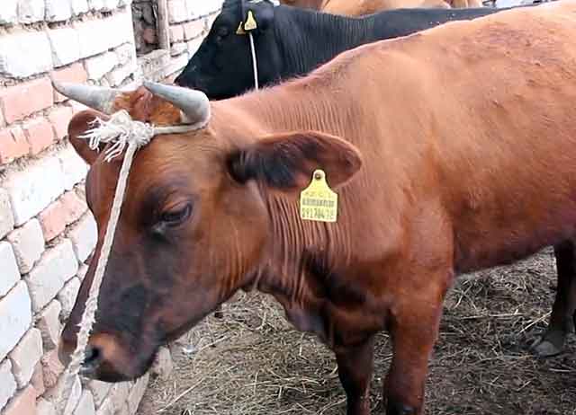 Казахская корова