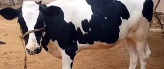 Не пейте молоко больной коровы