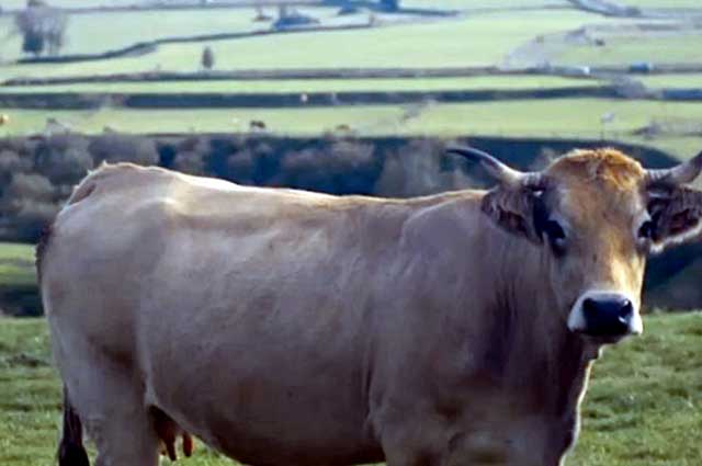 Антисанитария - больные коровы
