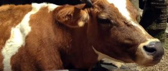 Охоту у коров распознавать нужно грамотно