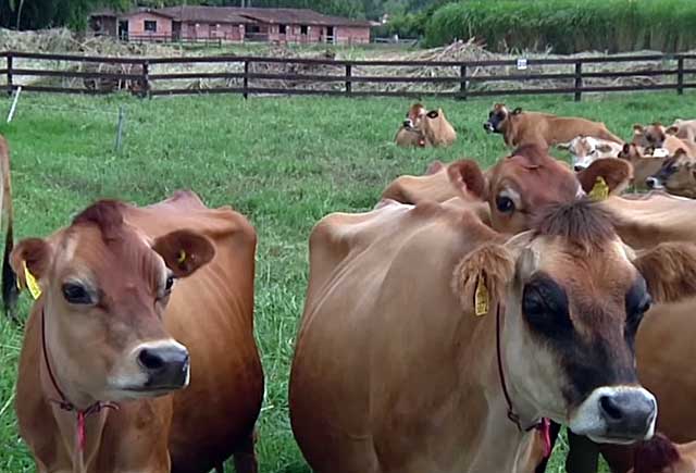 Стельных коров лучше изолировать от стада