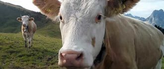 Размножение коров увеличивает мясо-молочную продуктивность