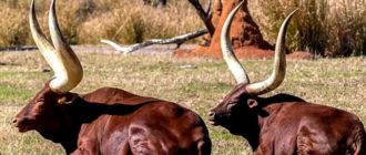 Порода ватусси - потомки диких коров
