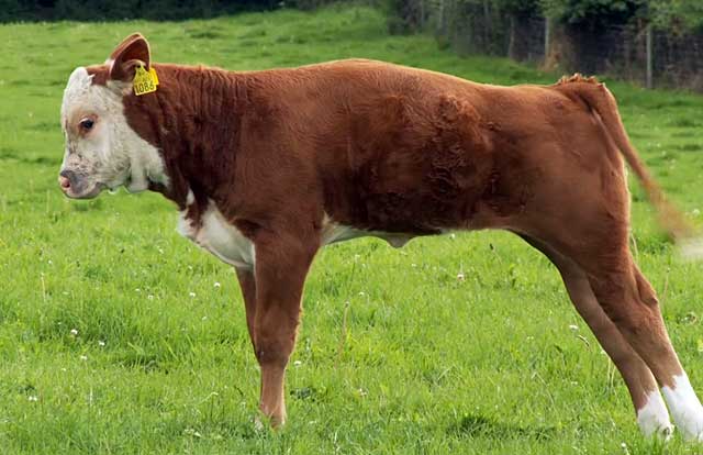 У герефордских коров очень питательное мясо
