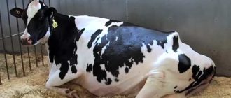 Содержание голштинских коров не хлопотно