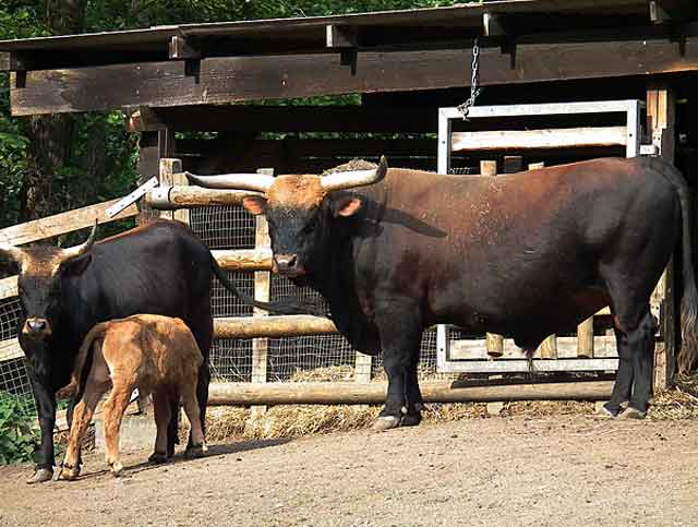 Североамериканские потомки дикий быков