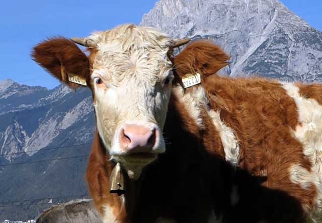 У симментальских коров предки из Швейцарии