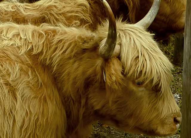 У шотландских коров двухслойная шуба