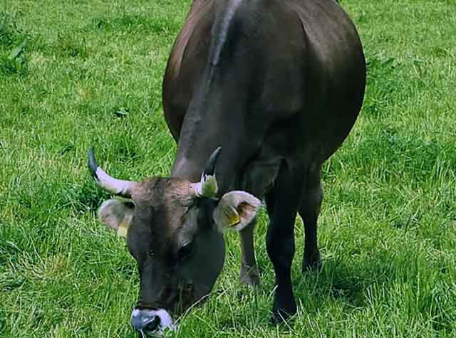 Швицких коров еще называют бурыми