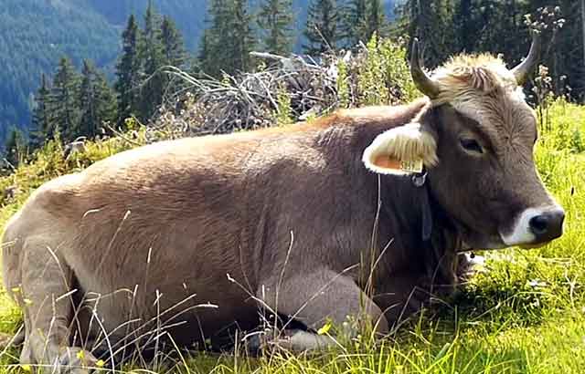 Бурая корова родом из Швейцарии