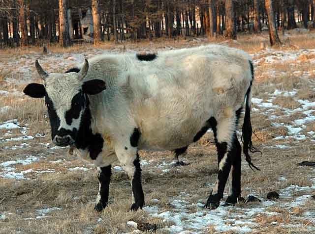 Бело-черный самец якутской породы